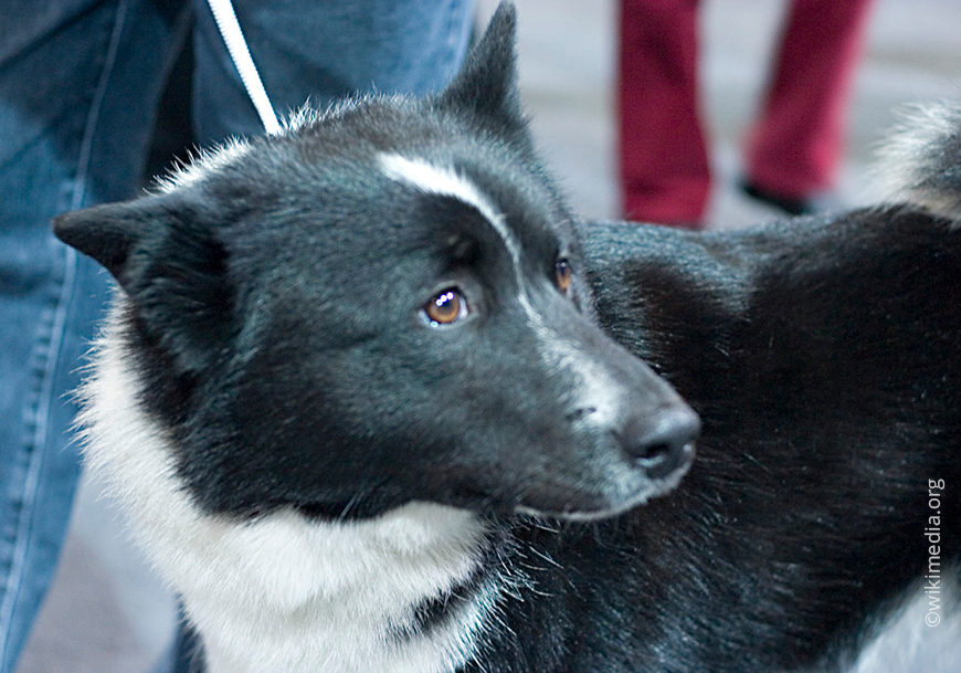 Русско-европейская лайка