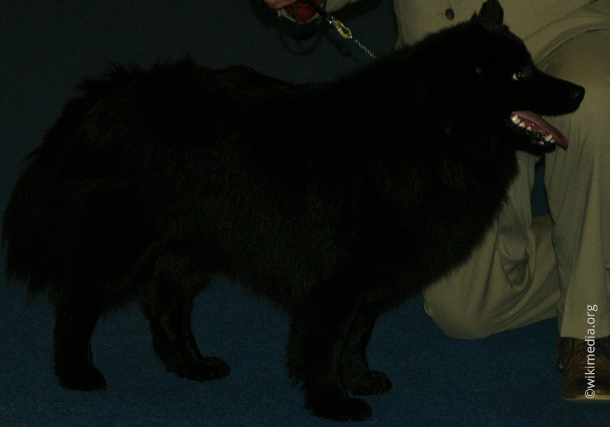 Шведский лаппхунд