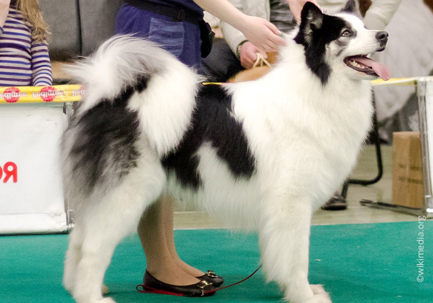 Якутская лайка