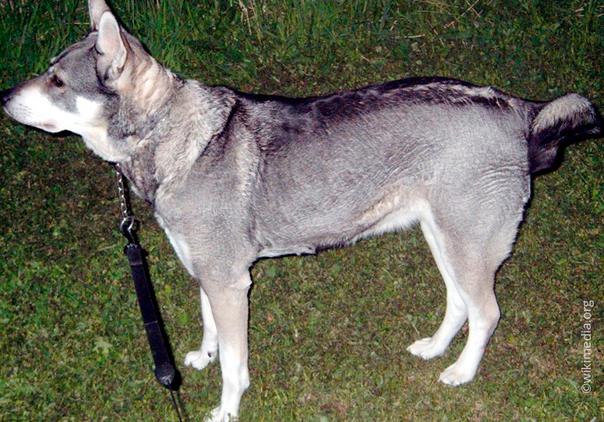 Ямская собака