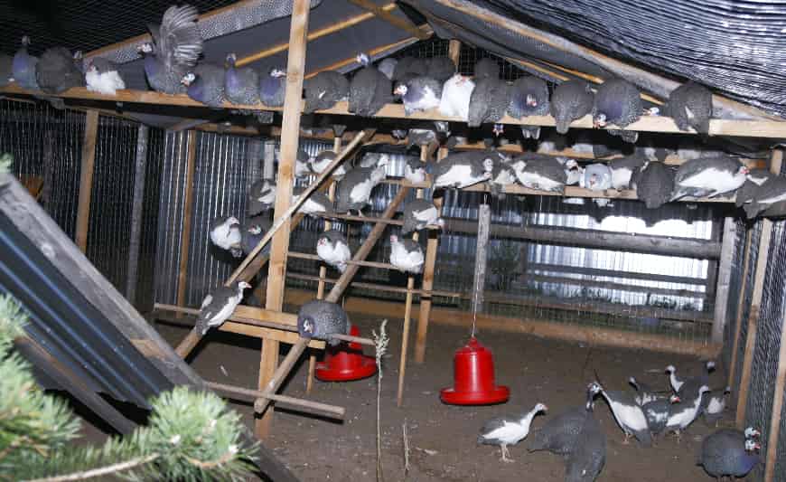 Условия содержания цесарок