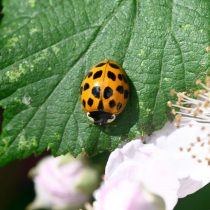 Азиатская корова арлекин (Harmonia axyridis)
