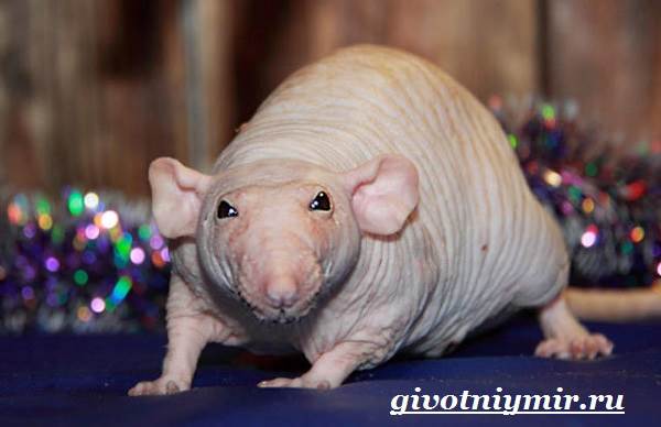 Дамбо-крыса-Дамбо-крыса-образ жизни и среда обитания-4