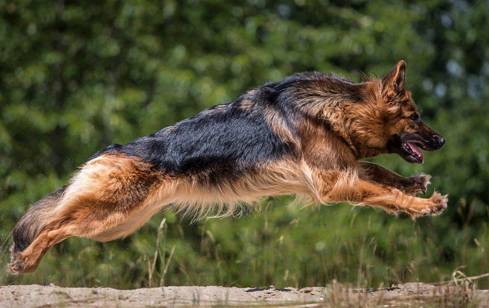 Langhåret schæfer - trening