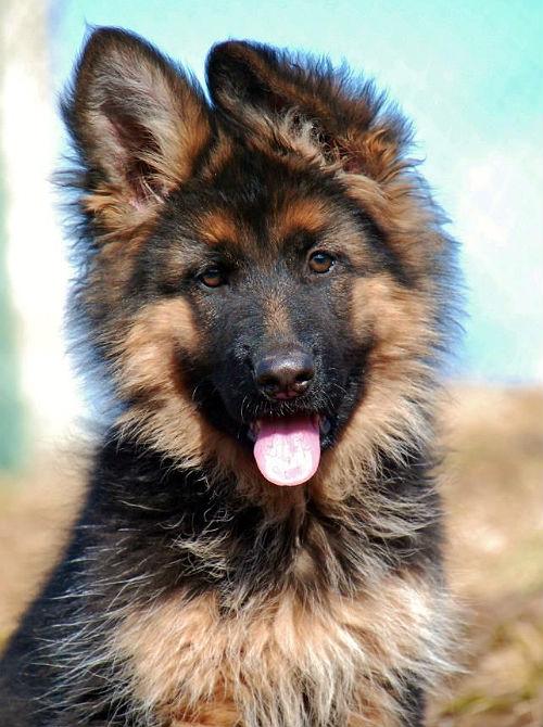 Langhåret schæfervalp