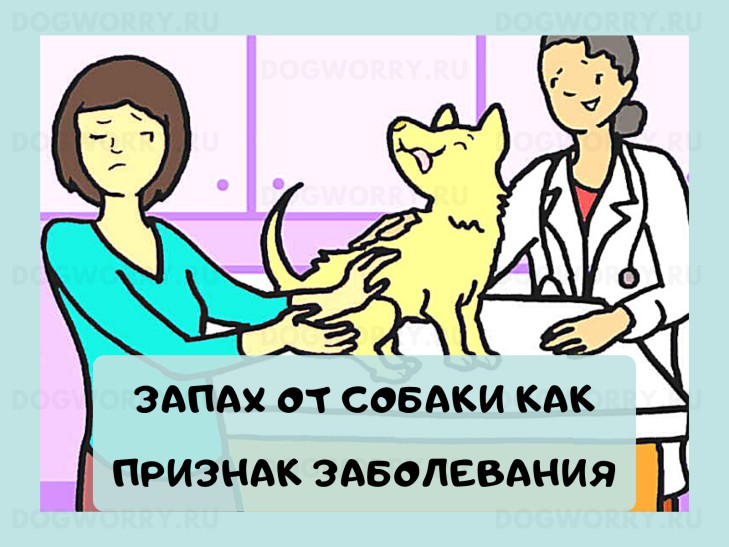 Ситуации когда запах от собаки- это признак болезни