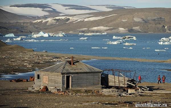Экологические-проблемы-Северного-Ледовитого-океана-10