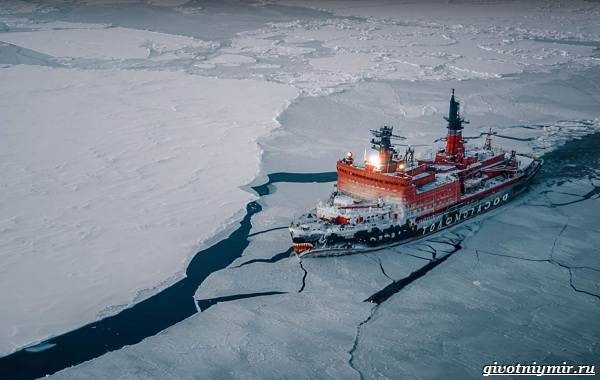 Экологические-проблемы-Северного-Ледовитого-океана-11