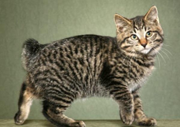 Разновидность коротких волос