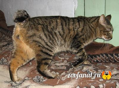 Отчетливо виден короткий хвостик с помпонами