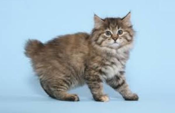 Породистый котенок