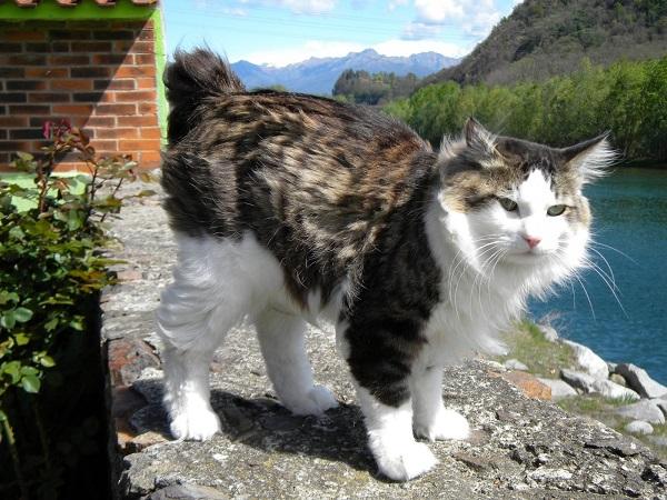 Аборигенный бобтейл в дикой природе