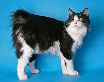 Черный и белый цвет