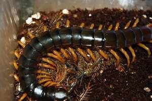 Сколопендра с потомством -как содержать в домашних условиях Домашняя сколопендра — опасна или нет для человека