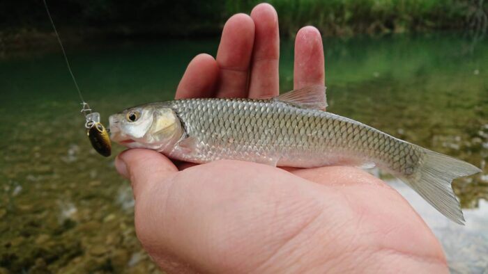 кавказский голавль