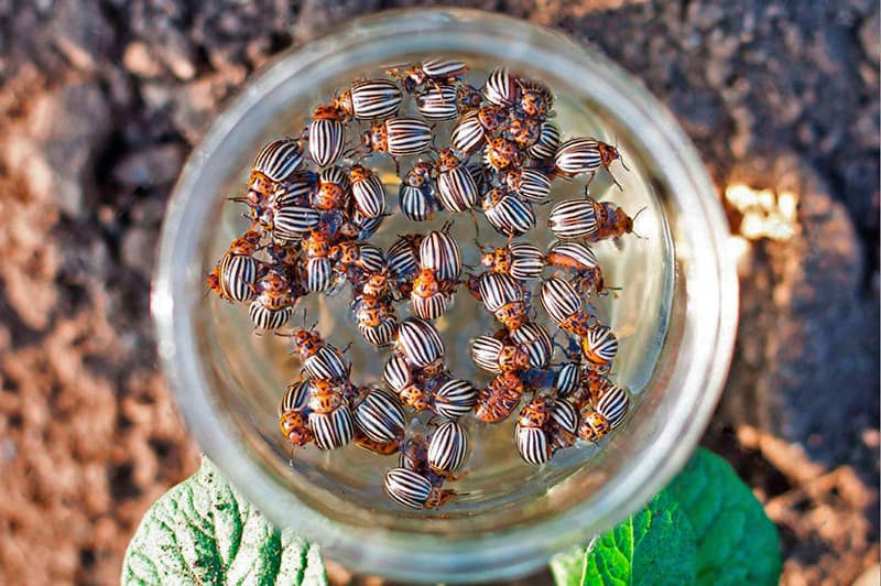 Колорадские жуки – образ жизни, внешний вид и способы борьбы