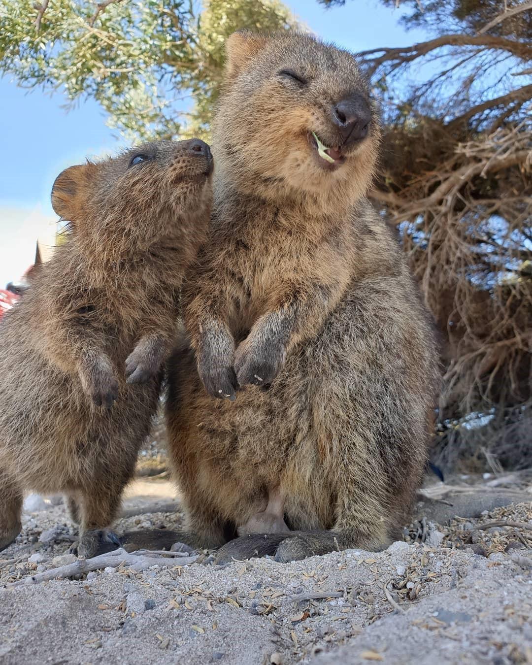 Кто такой квокка, и почему все селфи с ним вызывают такое умиление
