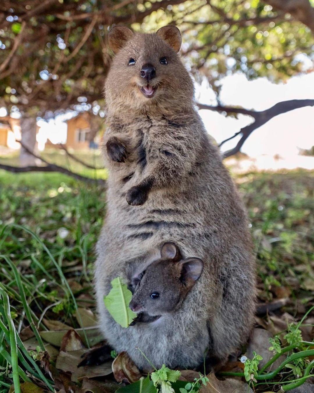 Кто такой квокка, и почему все селфи с ним вызывают такое умиление
