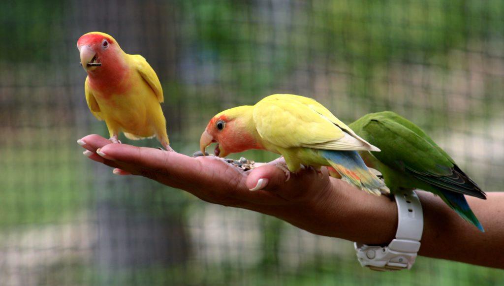 Как выбрать попугая