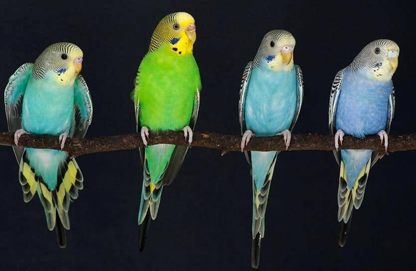 Самые маленькие попугаи