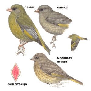 Как размножаются зеленушки