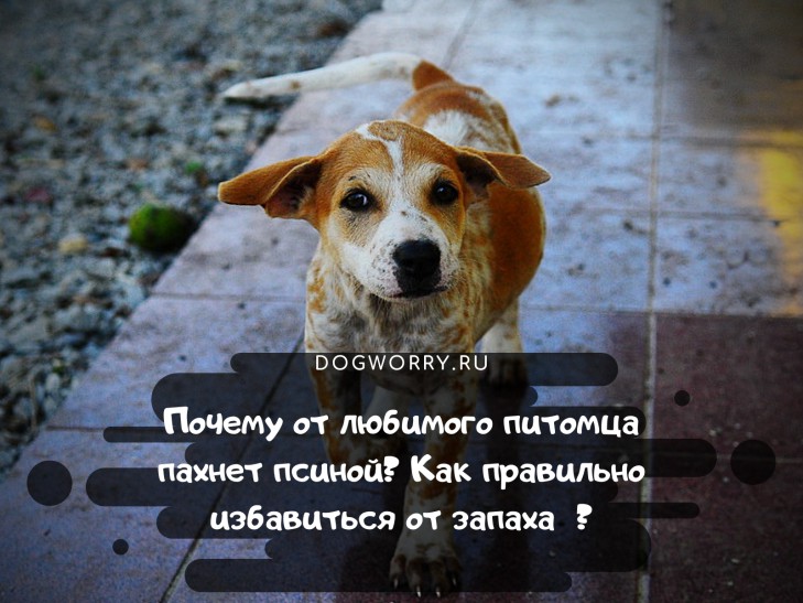 Уход за собакой, удаление запаха псины