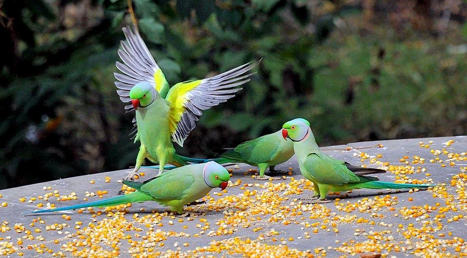Ожереловый попугай - главное фото