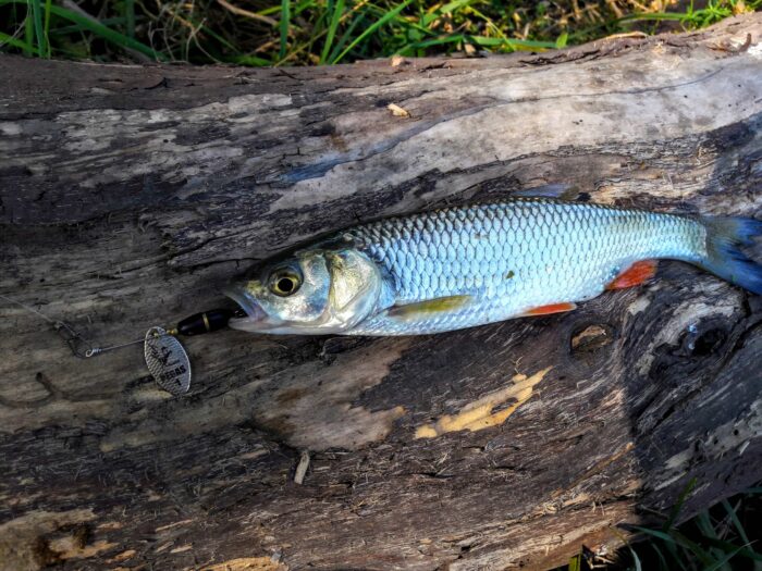 Усатый амурский голавль имеет красные плавники на брюхе 