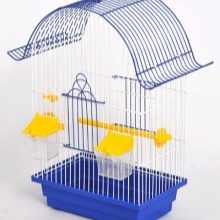 Монах - отличный вид попугаев