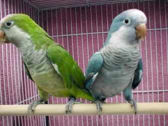 Монах - отличный вид попугаев