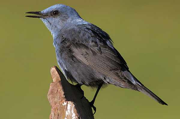 Синяя разновидность 