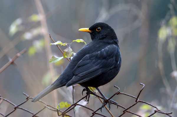 Черный дрозд 