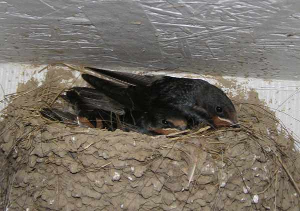 Подросшие птенцы