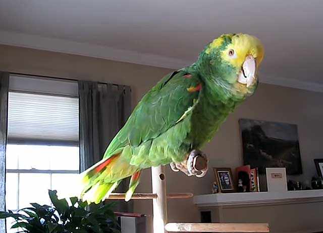 Прелестная птица на жердочке