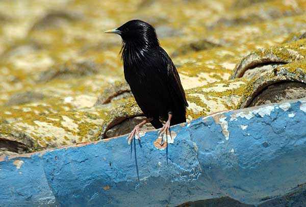 Черный скворец 