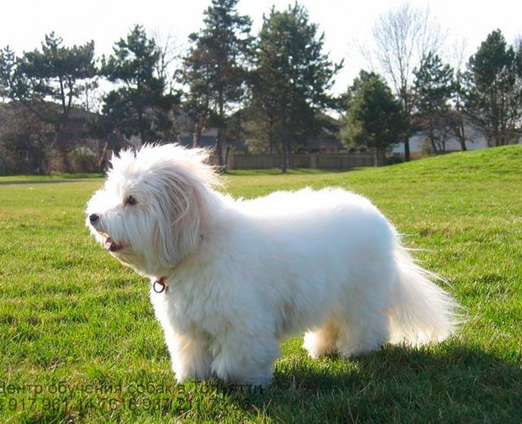 Котон-де-тулеар