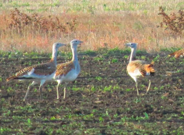 Дрофа: внешний вид, чем питается, ареал, гнездование