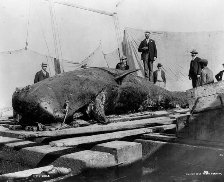 Самый большой хищник на земле