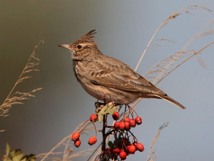 О птице жаворонке: где живет и зимует, чем питается, польза для человека, интересные факты