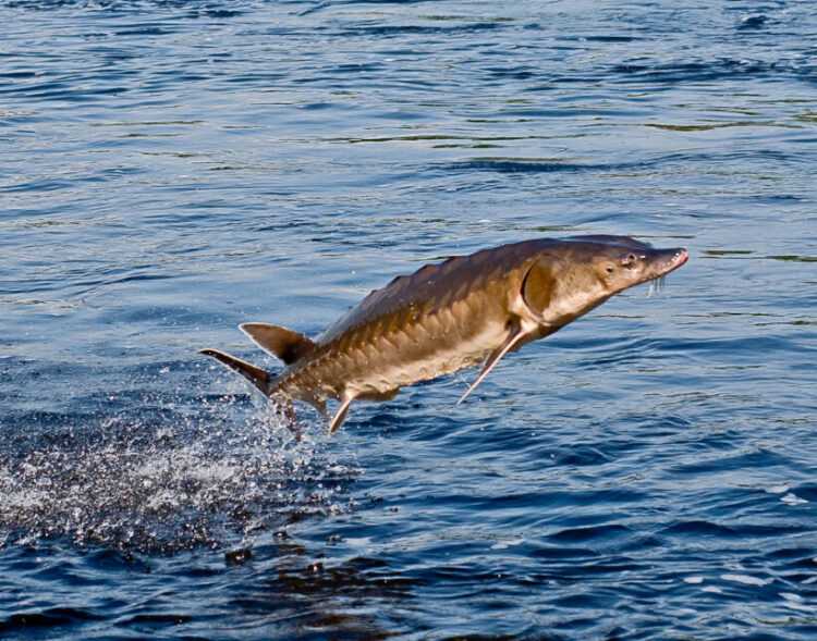 Рыбы Черного моря - названия видов и описание