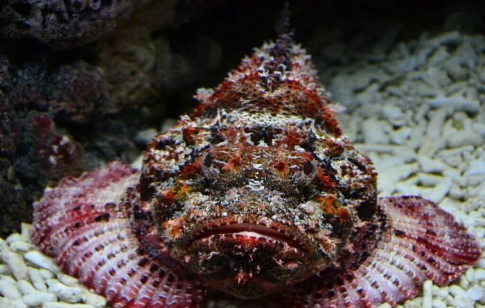 Рыба камень способна выпускать яд