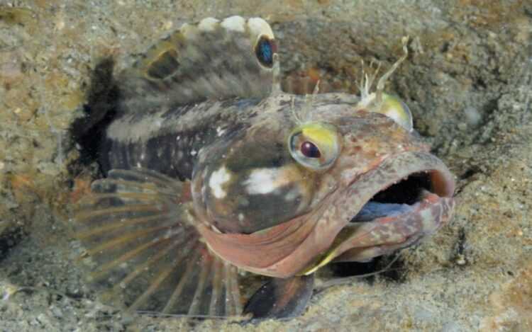 Рыбы Черного моря - названия видов и описание