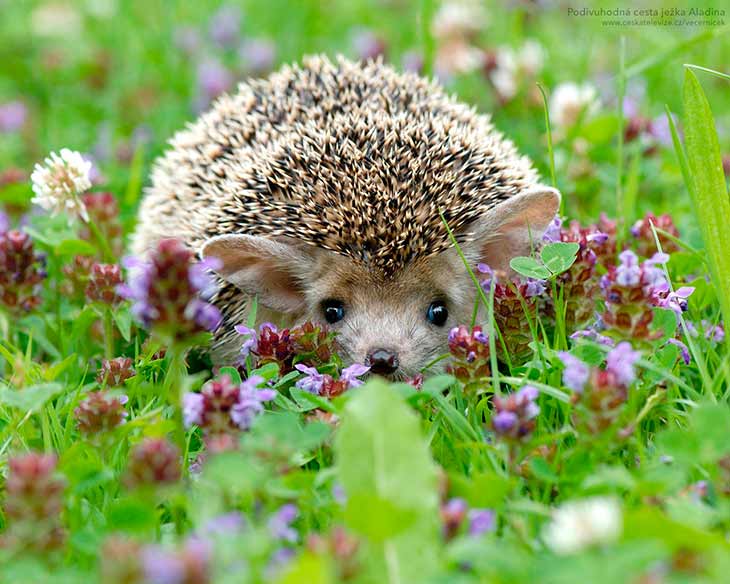 Другие виды ежей