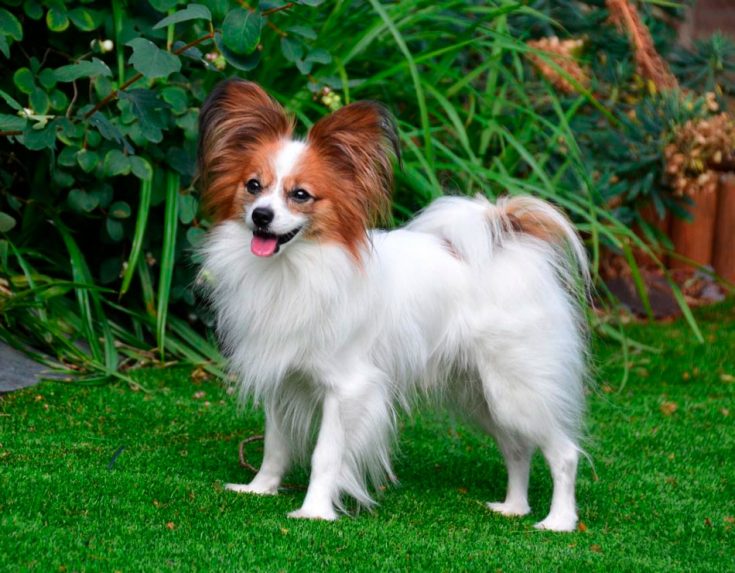 Континентальный той спаниель