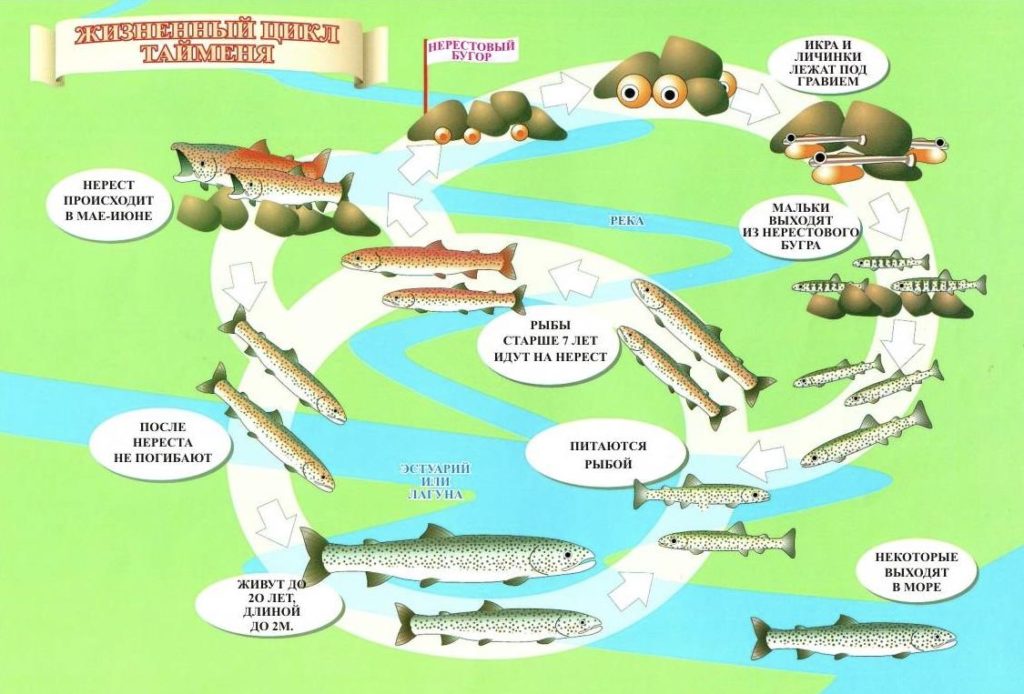 Жизненный цикл тайменя
