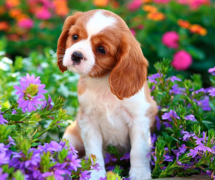 Породы самых маленьких собак