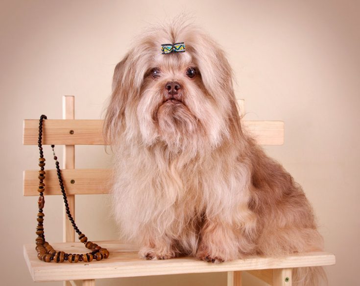 Русская цветная болонка