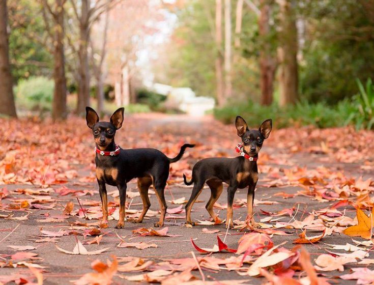 Пражский крысарик