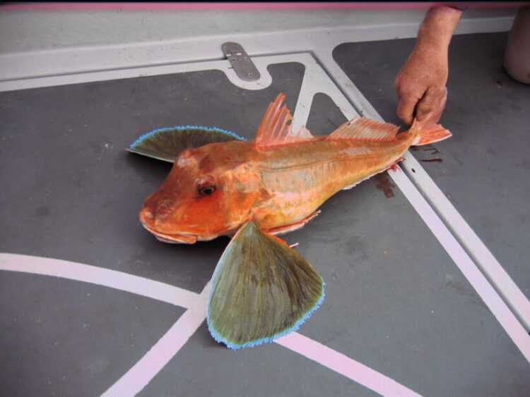 5_lb_tub_or_yellow_gurnard.jpg
