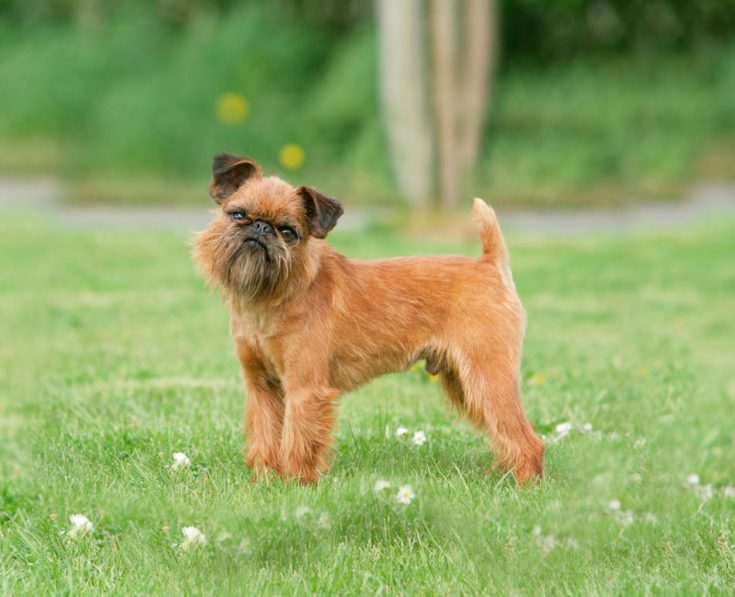 Брюссельский гриффон